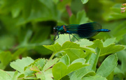 31st May 2014 - 31st May 2014 - Banded Demoiselle