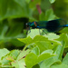31st May 2014 - Banded Demoiselle by pamknowler