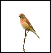 31st May 2014 - Linnet
