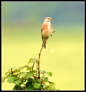 31st May 2014 - My friend the linnet