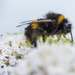 Busy Bee..... by shepherdmanswife