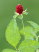 25th May 2014 - ‘Indian strawberry’?