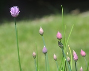 31st May 2014 - Chive Blossoms