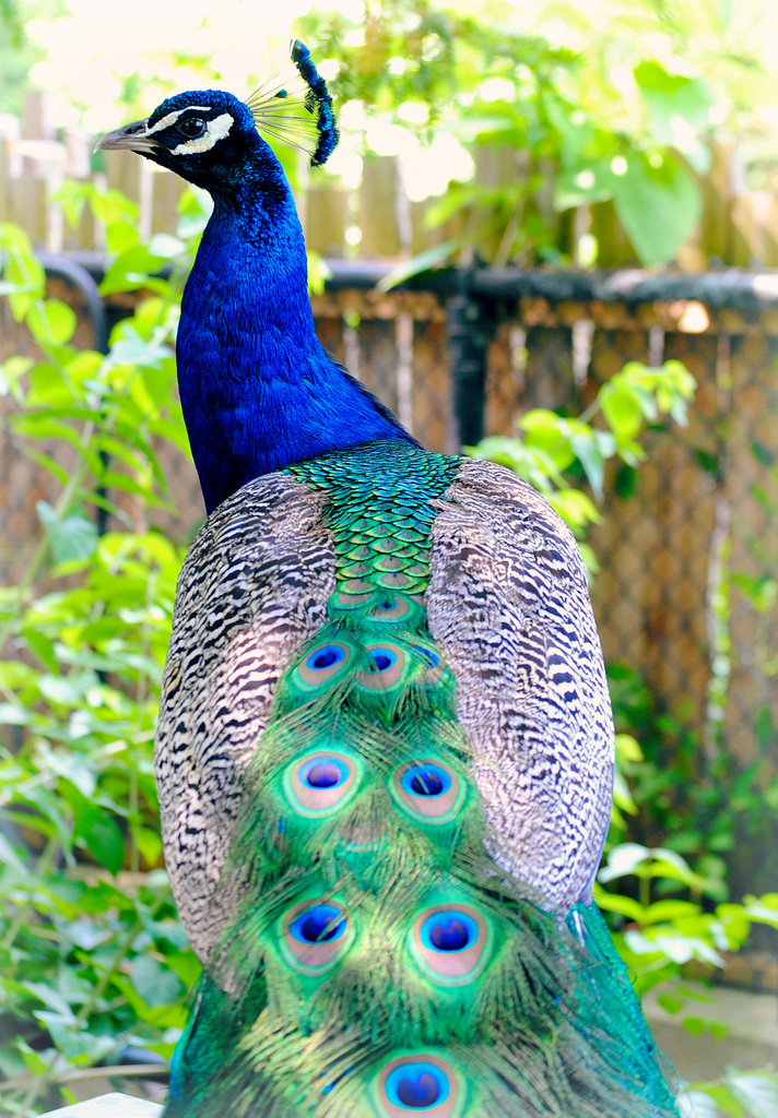 Prissy as a Peacock by alophoto