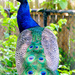Prissy as a Peacock by alophoto
