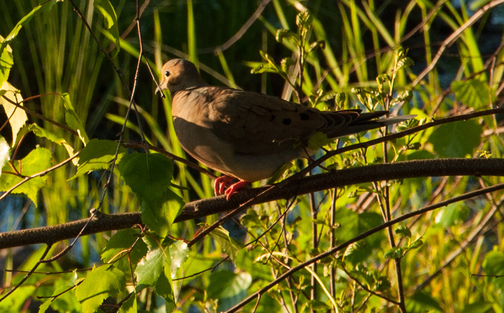 Morning dove in evening golden hour by joansmor