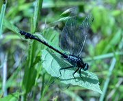 31st May 2014 - Resting dragonfly