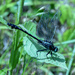 Resting dragonfly by kathyladley