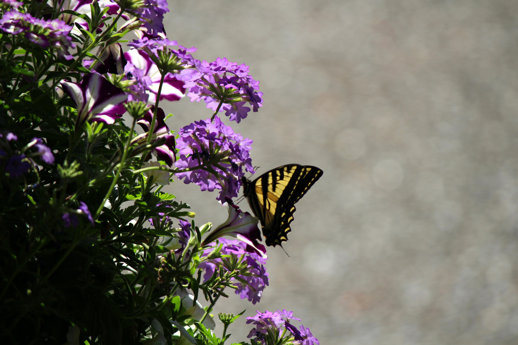 Butterfly and Bokeh by nanderson
