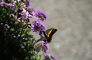 31st May 2014 - Butterfly and Bokeh