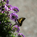 Butterfly and Bokeh by nanderson