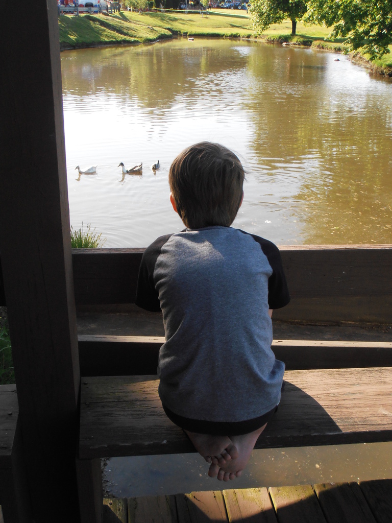 Watching the Ducks by julie
