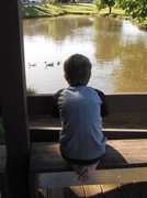 31st May 2014 - Watching the Ducks