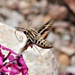 "Hummingbird" Moth by harbie