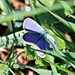 Tiny Blue Butterfly by harbie