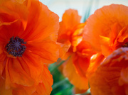 31st May 2014 - Poppies
