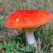 Mushroom Mania - Day 1 by gigiflower