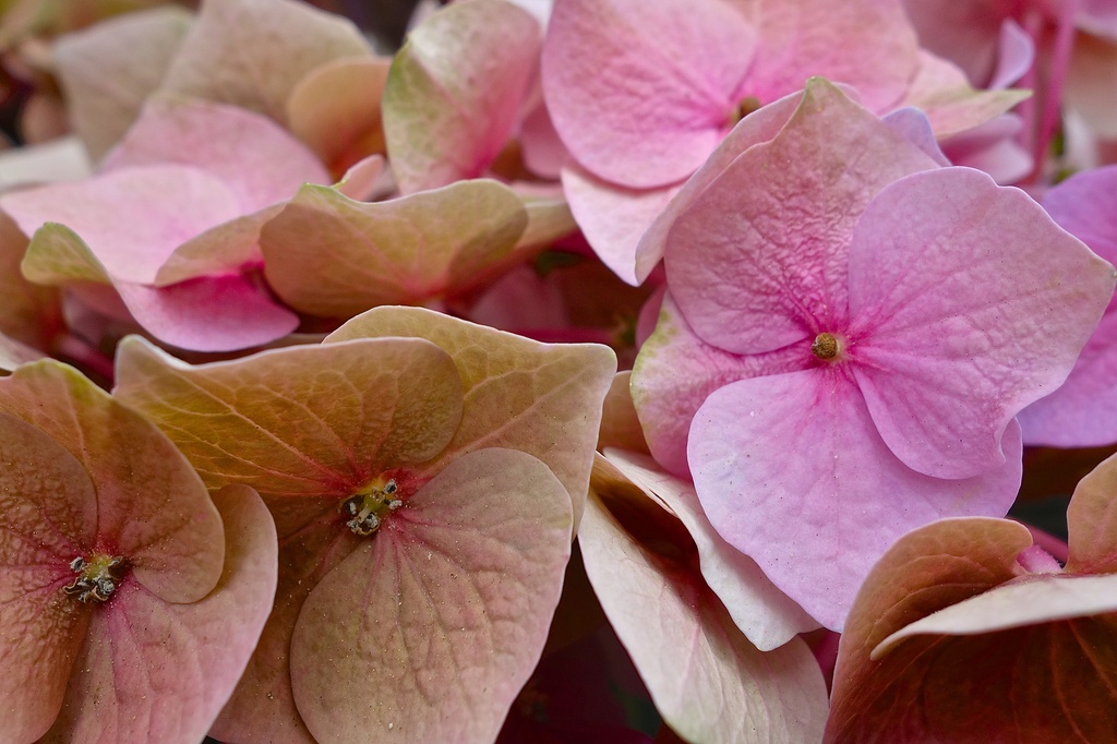 Out of time hydrangea by cocobella