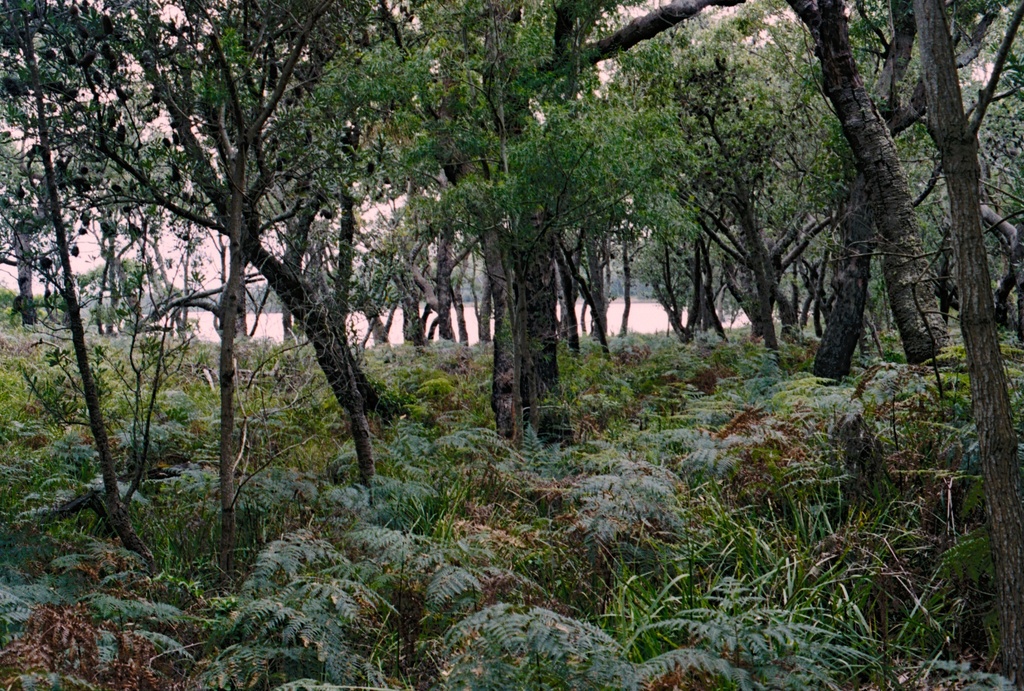 Bracken by peterdegraaff