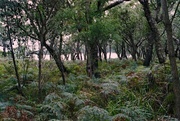 1st Jun 2014 - Bracken