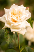 30th May 2014 - white rose #30