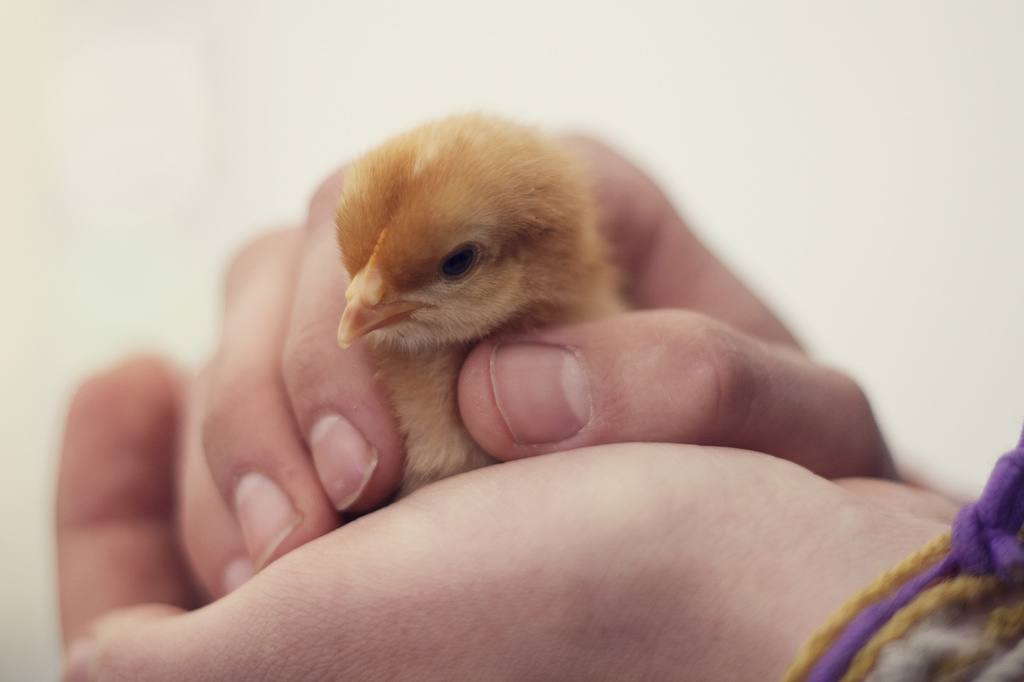 Itty Bitty Chick by lily