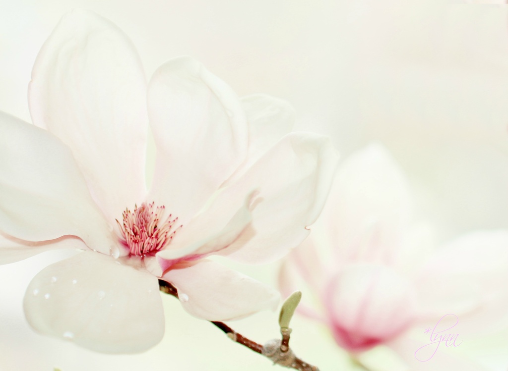 April Blossom by lynnz