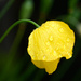 Yellow poppy by richardcreese