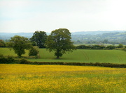 31st May 2014 - A field of golden buttercups...