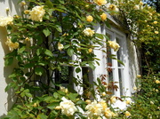 1st Jun 2014 - Roses round the window....