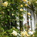 Roses round the window.... by snowy