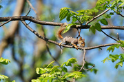 1st Jun 2014 - Baby red squirrel!