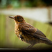 1st June 2014 - Baby Blackbird by pamknowler