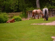 1st Jun 2014 - Wild Carneddau ponies 