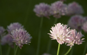 31st May 2014 - Chives