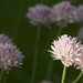 Chives by houser934