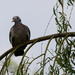 Wood pigeon enjoying the late afternoon sun. by padlock