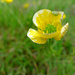Can't believe it's not a buttercup by newbank