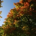 Fall in South Bend, Indiana by graceratliff