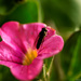 Pink flower with insect by elisasaeter