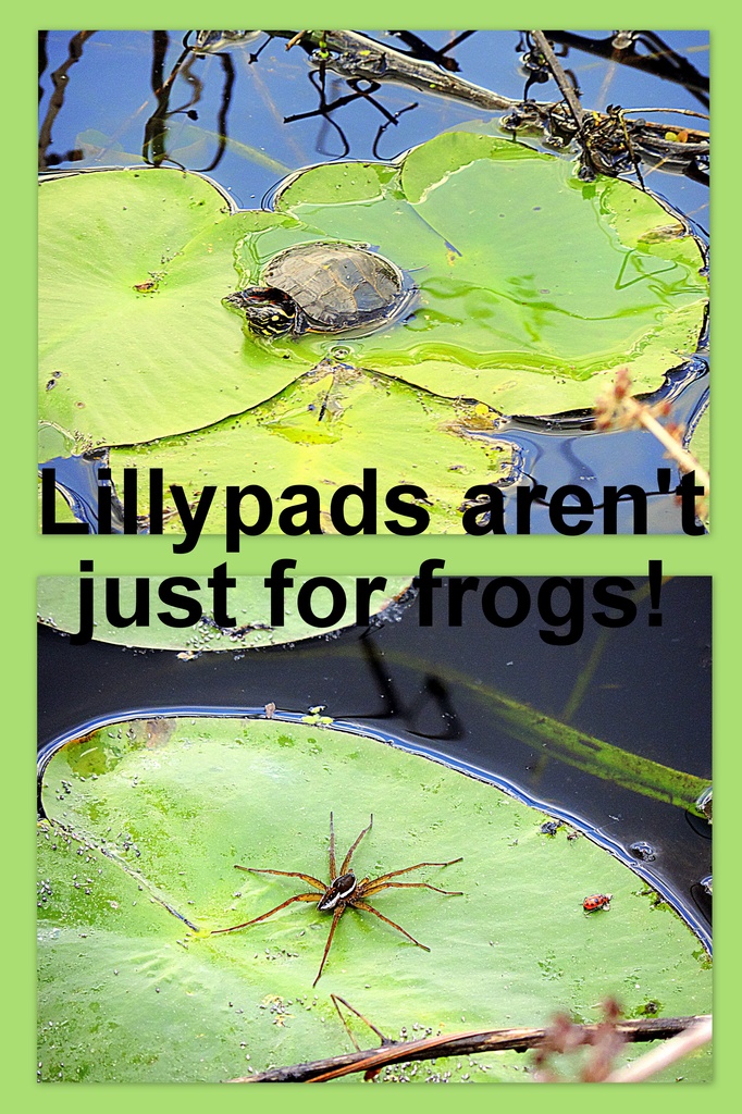 Not just for frogs! by homeschoolmom