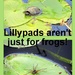 Not just for frogs! by homeschoolmom