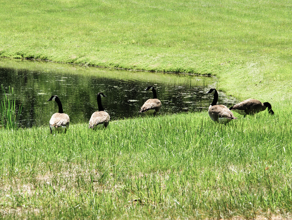 My turn for Canadian Geese by joansmor