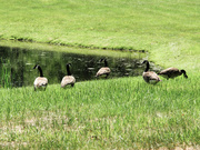 1st Jun 2014 - My turn for Canadian Geese