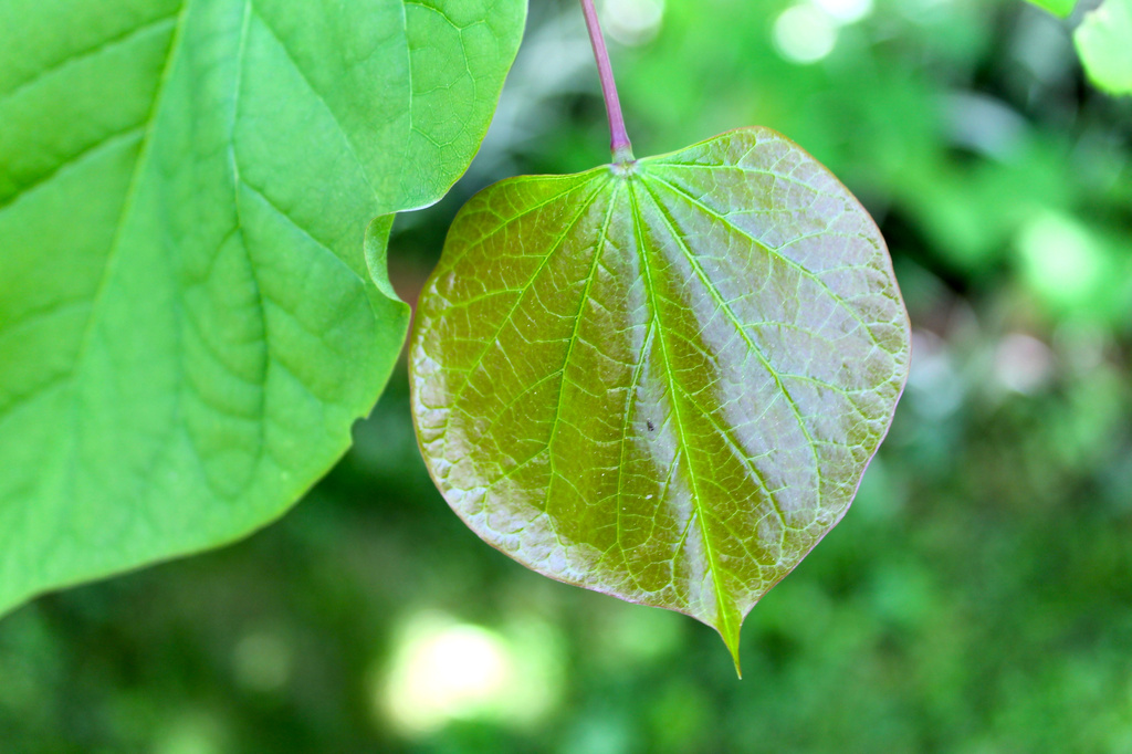 A New Leaf by khawbecker