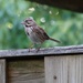 A Wistful Finch by khawbecker