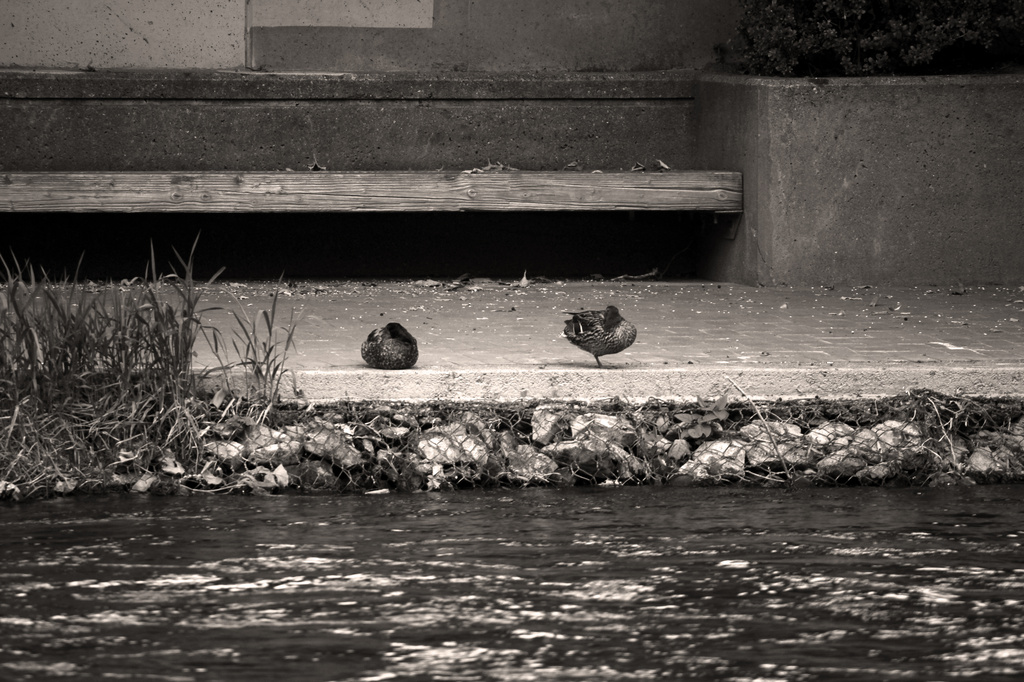 Sitting ducks by nanderson