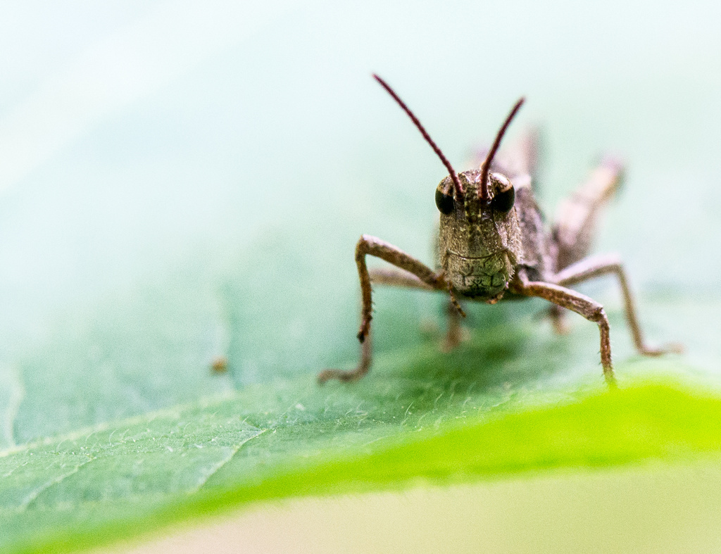 Cricket floating on a leaf by kathyladley