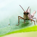 Cricket floating on a leaf by kathyladley