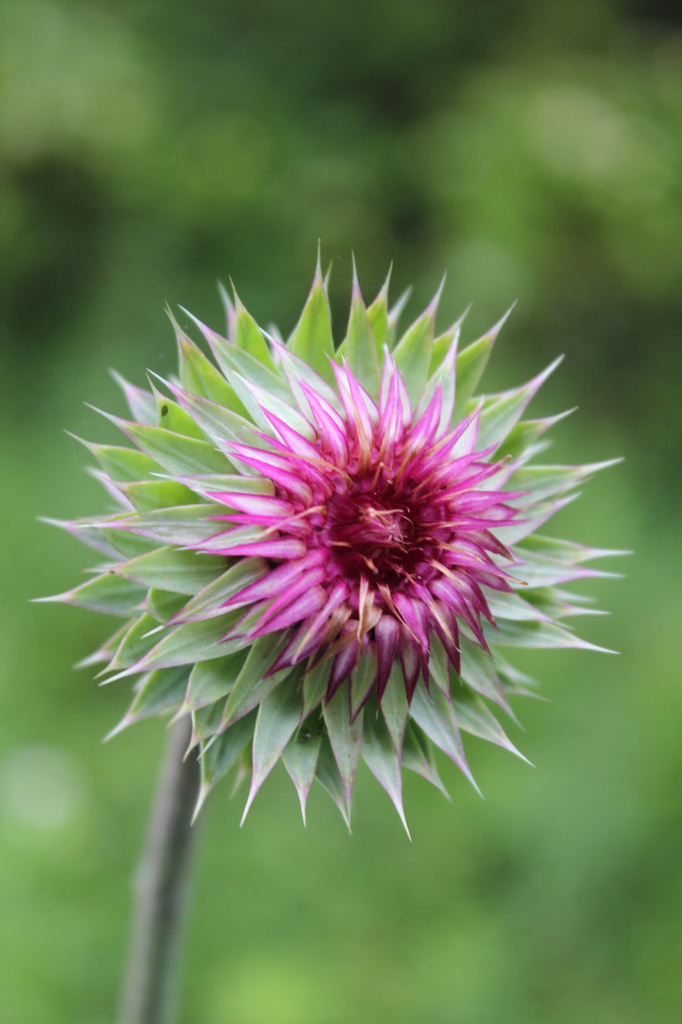 Thistle bloom by randystreat